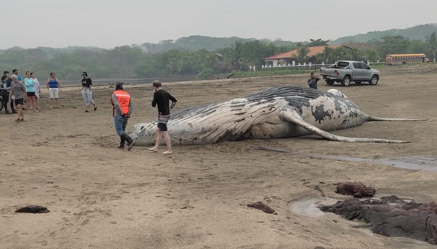 Hallan una ballena jorobada muerta en una playa del Pacífico de Nicaragua