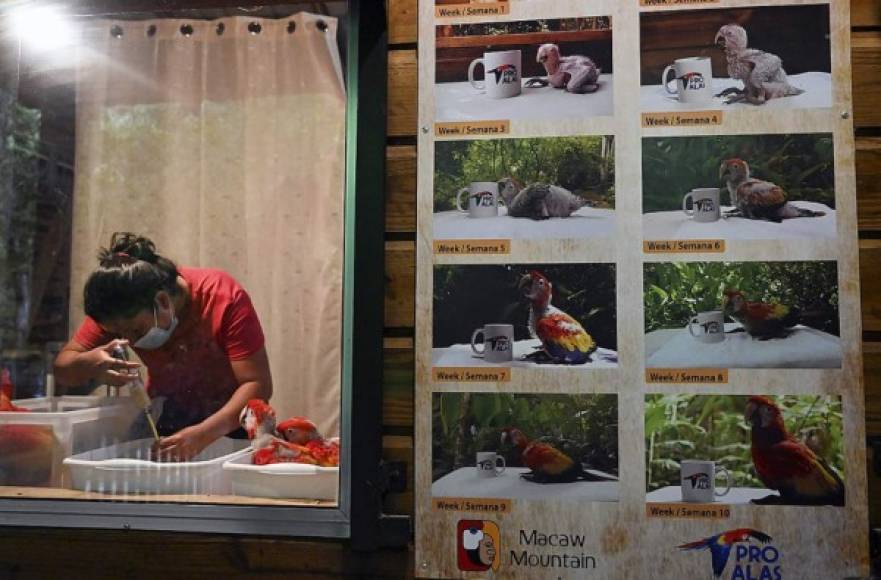 La guacamaya roja, el ave más venerada por los mayas quiere volver a reinar en Honduras