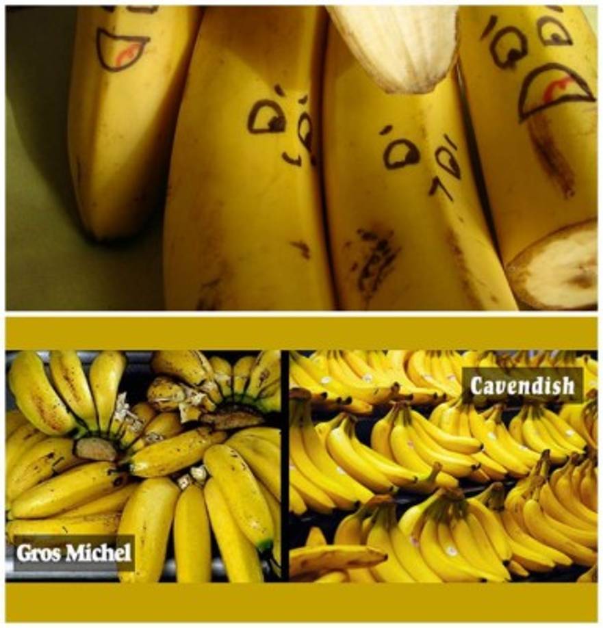 La variedad más consumida de la banana es la Cavendish, está vino a reemplazar a la variedad Gros Michel, que fue exterminada por el 'mal de Panamá'.