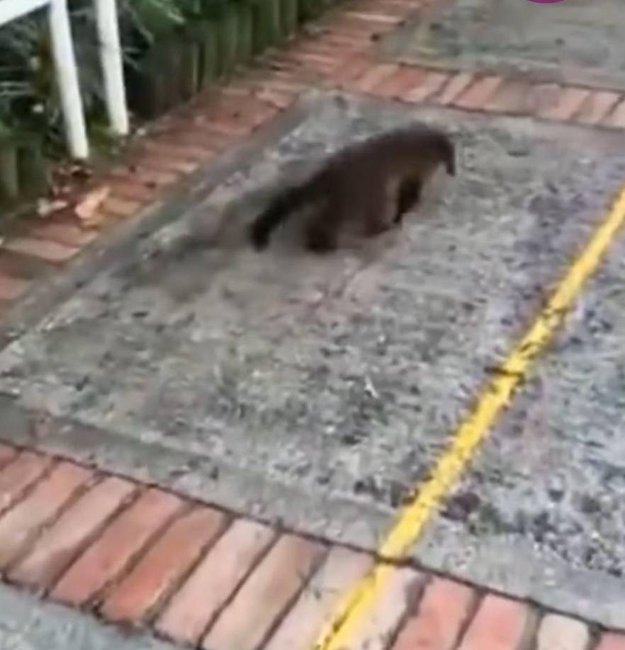 Varias especies de animales se han visto afectadas debido a las fuertes conflagraciones que se registran en varias zonas del país. Salen desorientados en busca de agua y refugio de las llamas en zonas urbanas.