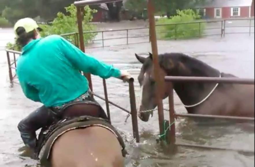El video de un vaquero tejano arriesgando su vida para salvar a sus caballos se viralizó en redes sociales.