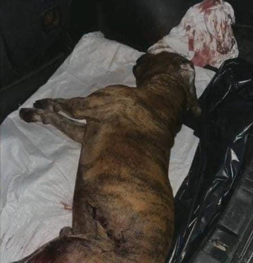 Pero, finalmente, murió. 