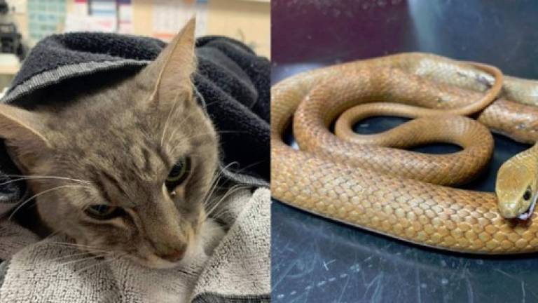 El felino salvó a los niños, sin embargo, la letal mordedura de la serpiente marrón oriental acabó con su vida.