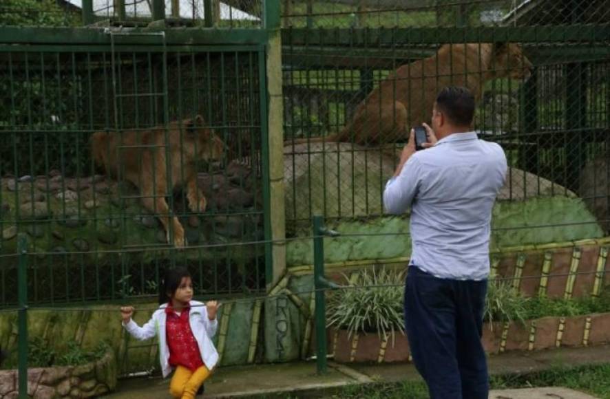 Contaba, además, con 12 jaguares, 10 leones y 8 pumas.