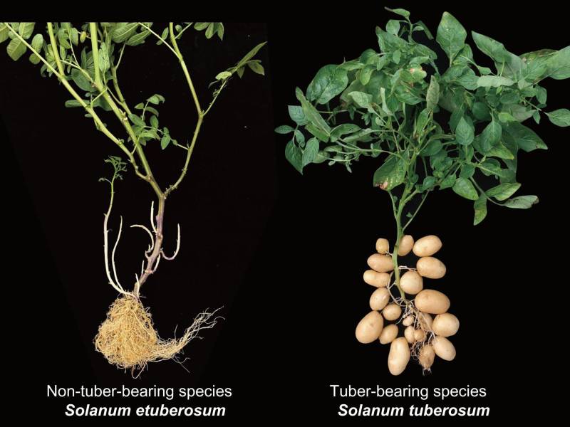 Un estudio sugiere que el tubérculo de papa (der.) podría provenir de un híbrido de Etuberosum (izq.) y tomate.