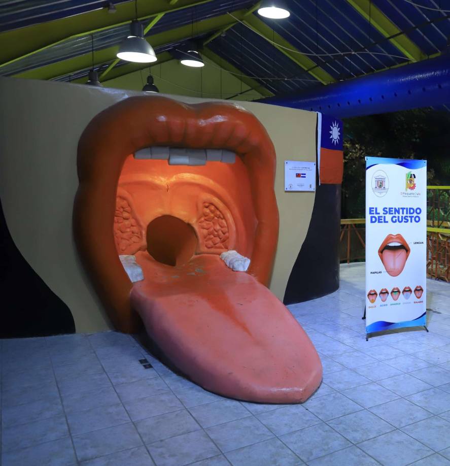 Sistema Digestivo: Esta exhibición cuenta con una enorme boca con dientes, lengua, úvula y amígdalas. Los niños pueden deslizarse por un tobogán que simula la faringe y el esófago hasta llegar al estómago. Pronto inaugurarán los otros cuatro sentidos restantes.