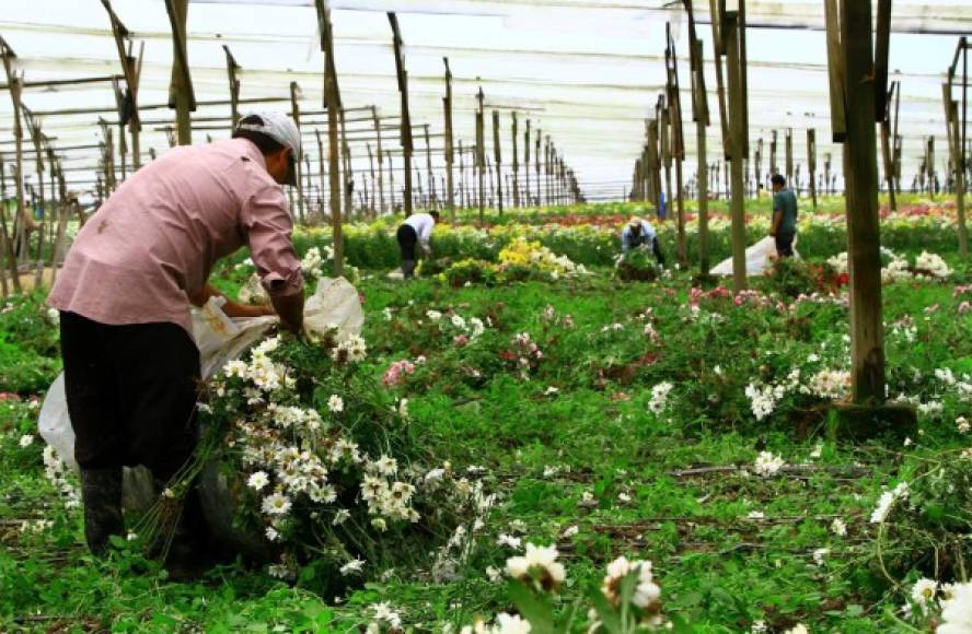 Las flores de Siguatepeque se exportan a países de la región centroamericana.