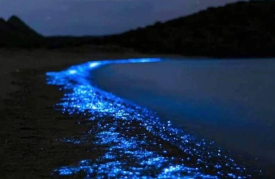 Fotos: playa con bioluminiscencia