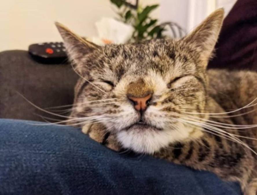 Las ganancias de la venta del libro de Maya tiene un fin solidario, pues son donadas al lugar de donde fue rescatada: The Odd Cat Sanctuary, así como a las Olimpiadas Especiales de Massachusetts, Estados Unidos.