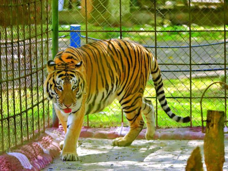 Un tigre recorre su jaula en el zoológico Joya Grande, ubicado en el municipio de Santa Cruz de Yojoa, Honduras.