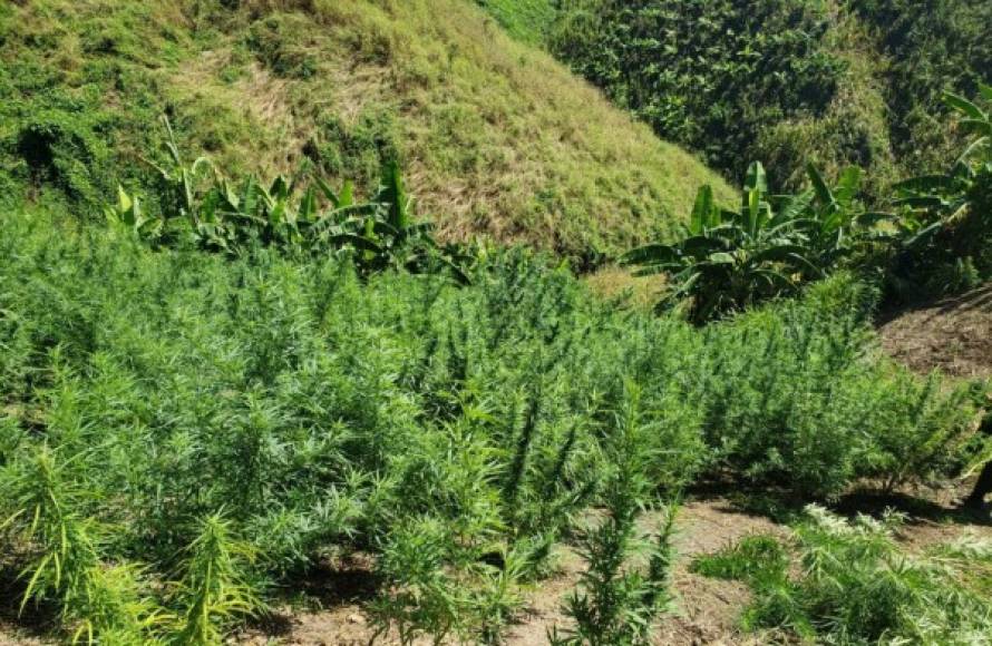 Las plantas de marihuana encontradas medían entre 1.5 y 2.5 metros de altura.