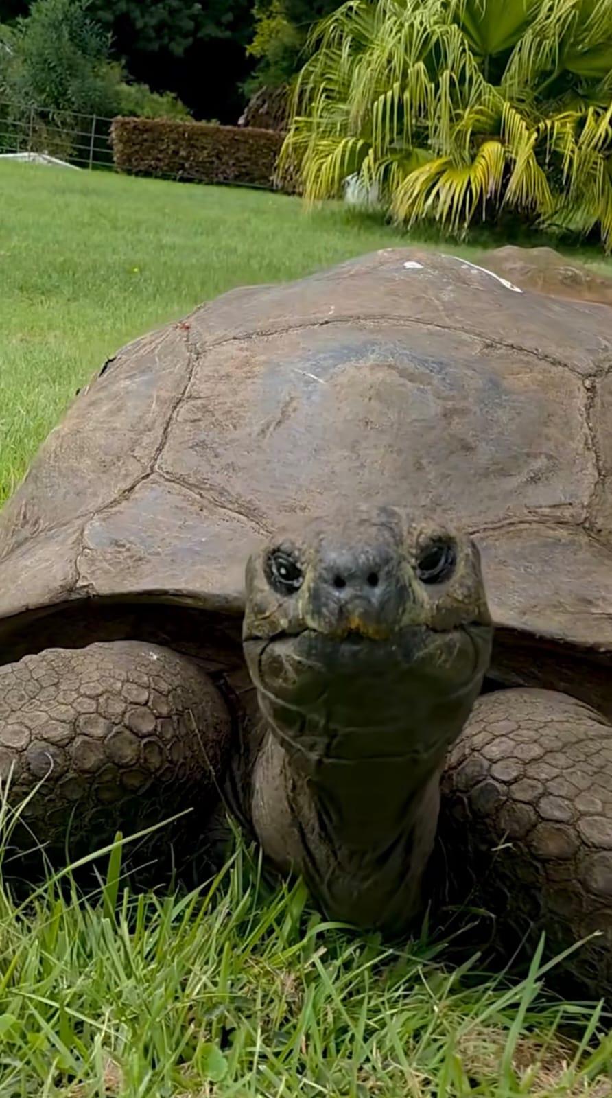 Jonathan, la tortuga que desafía al tiempo con 194 años de edad