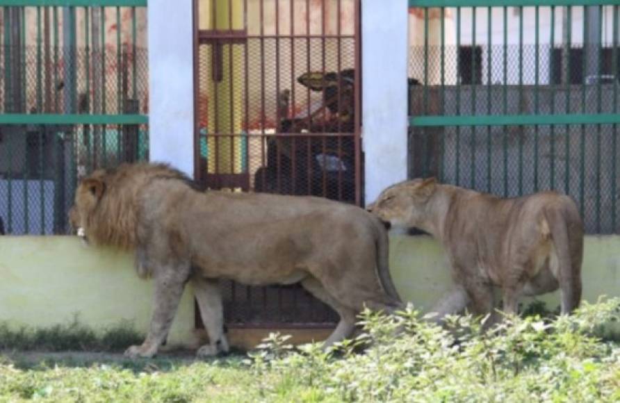 Los leones deambulan de un lado a otro buscando alimentos. Hasta el momento se desconoce si las autoridades se harán cargo de los animales salvajes.