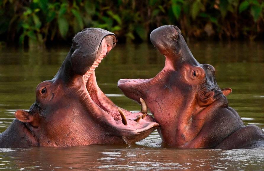 Los hipopótamos llegaron a Colombia por capricho de Pablo Escobar, que introdujo una pareja proveniente de África en su zoológico personal de la Hacienda Nápoles, en la región del Magdalena Medio (centro-norte). 