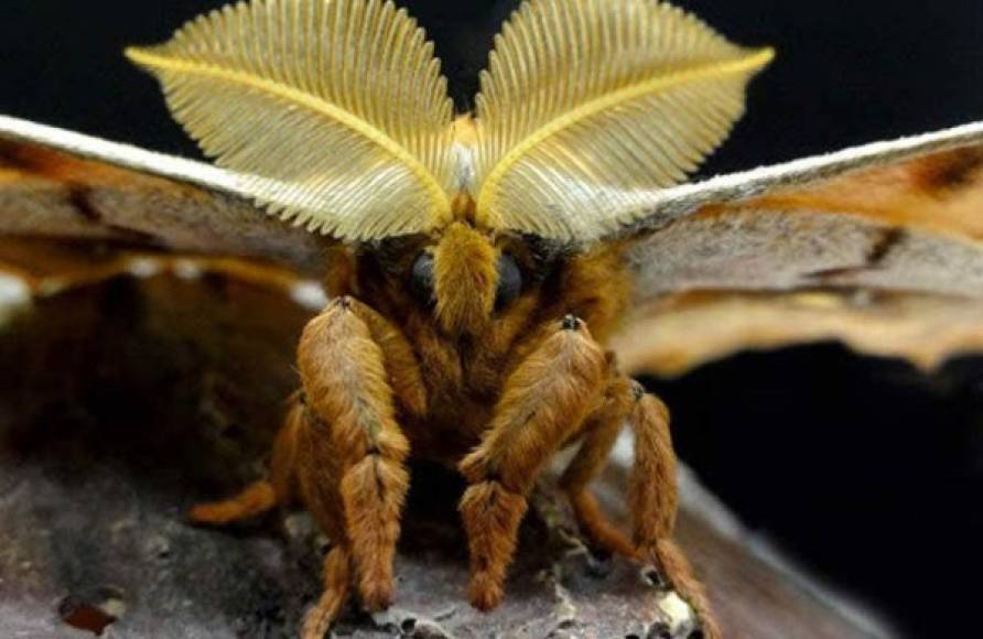 El insecto guarda similitud con las tarántulas por sus múltiples patas con pelitos y unas grandes alas que lo convierten sin dudas en una pesadilla para los humanos con fobia a las arañas.