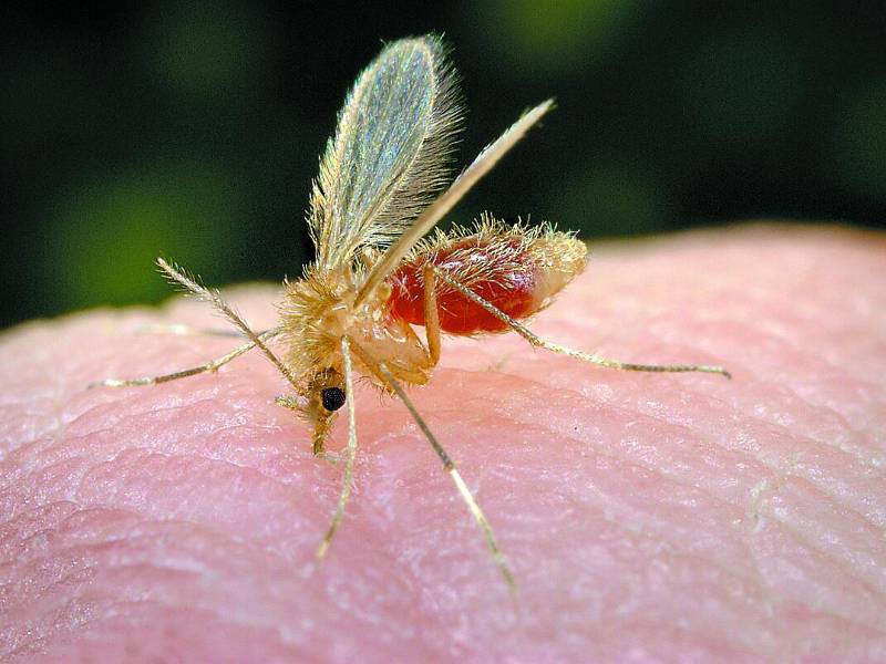 El vector transmisor del oropouche es el jején, se reproduce en condiciones similares a las del mosquito que transmite el dengue.