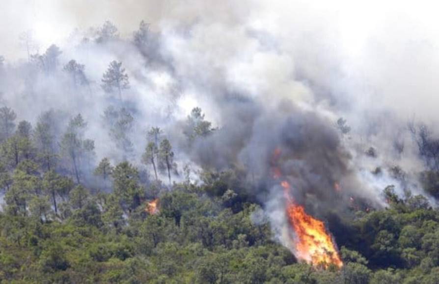 Las acciones de control están siendo coordinadas por el Comité Interinstitucional contra Incendios Forestales (COIIF). 