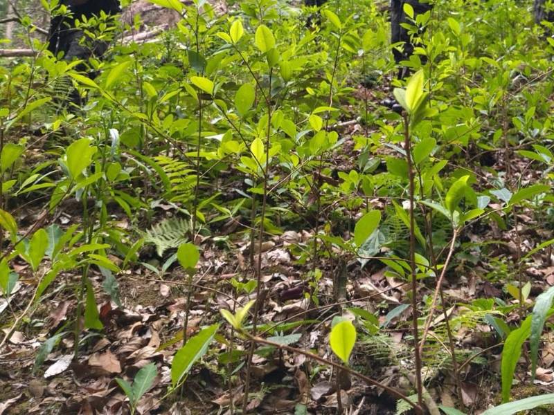 La plantación abarcaba unas ocho manzanas de terreno, informaron las autoridades que ejecutaron el operativo en La Masica, Atlántida.