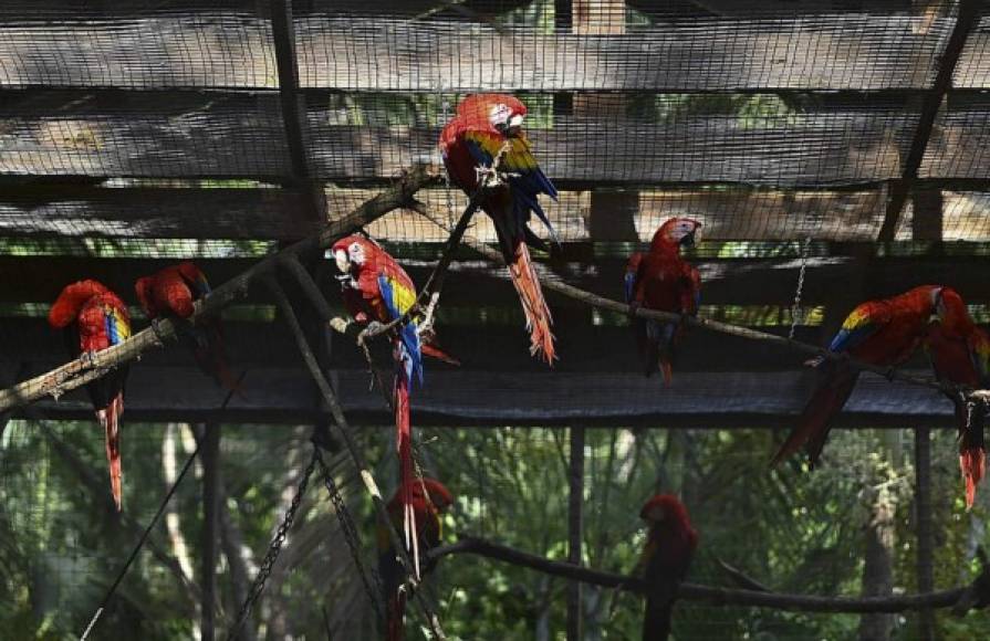 Por ahora, las aves revolotean en los alrededores del parque Celaque, en el bosque y entre las construcciones mayas en el Parque Arqueológico de Copán. También en la isla Barbareta y en las caribeñas Islas de la Bahía así cómo en la isla Zacate Grande en el Golfo de Fonseca (Pacífico).