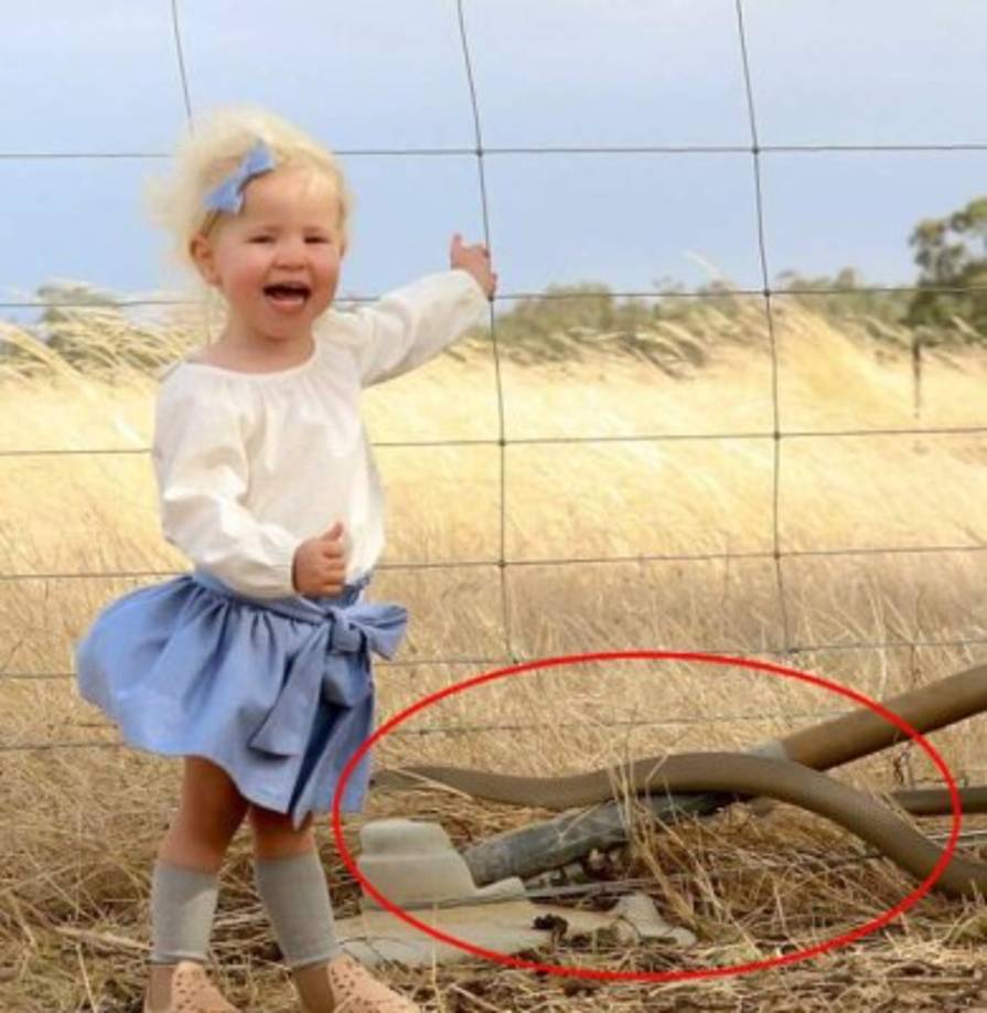 Una sesión de fotos de una niña de dos años estuvo a punto de terminar en tragedia. La madre de la menor compartió una imagen en su cuenta de Facebook que muestra el peligro al que estuvo expuesta su hija mientras ella le tomaba fotos. Bianca Dickinson contó en una publicación en las redes sociales que observó algo moverse mientras sacaba algunas fotos de su hija, Molly, en el pueblo de Wimmera, en Australia, el pasado miércoles por la tarde. La joven madre pensó que era una rama. Sin embargo, cuando revisaba las fotos en su casa, observó como una serpiente venenosa había pasado a pocos centímetros de la pierna de su hija.<br/><br/>