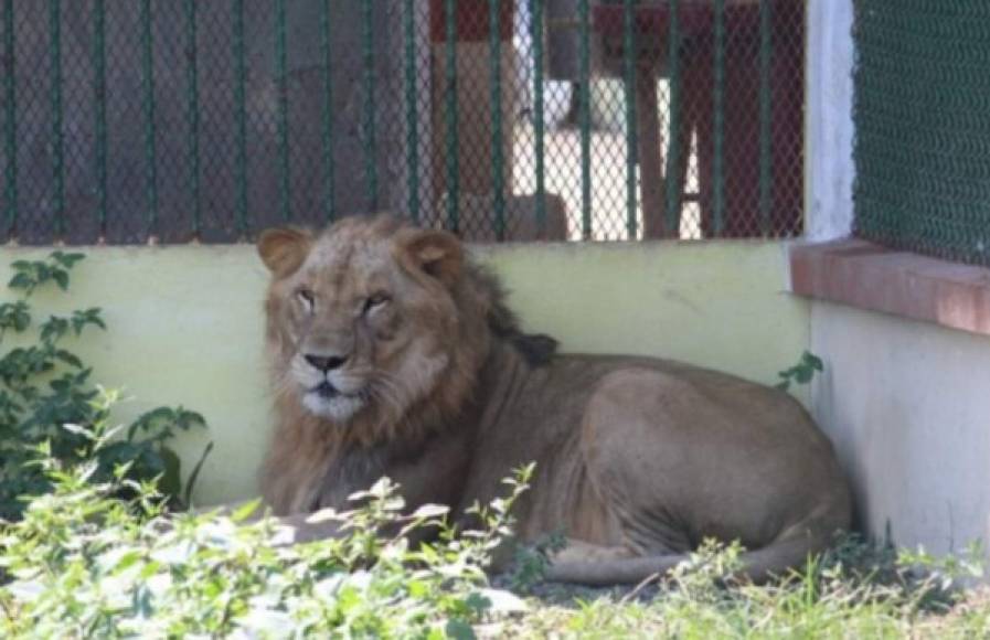 La investigación también indicó que el CJNG torturaba a sus víctimas para luego arrojarlas a los leones hambrientos.