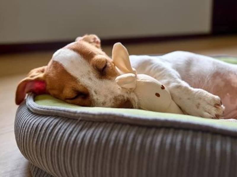 Proporcionar un lugar adecuado para que tu perro duerma es esencial para su bienestar.