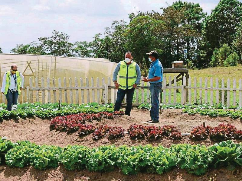 Los amigos municipales forestales se capacitaron y el alcalde supervisa los programas.