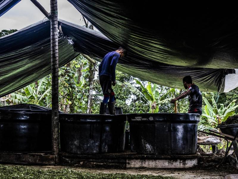Expertos atribuyen la caída de la economía de la coca en Colombia al auge de los opiáceos sintéticos como el fentanilo, la sobreproducción y golpes a los carteles.