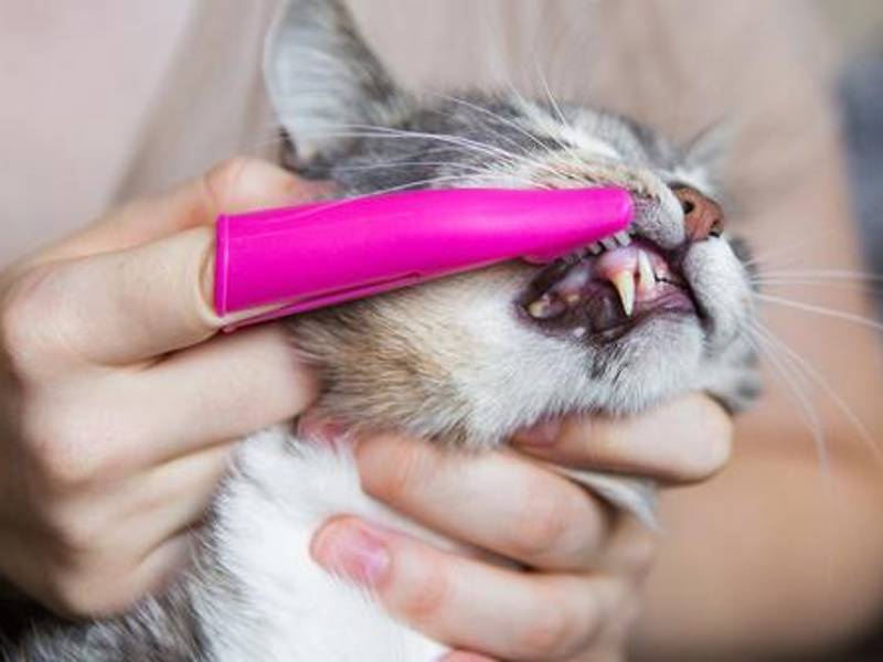 Tener una mascota requiere brindarle los cuidados esenciales como alimentaci[on e higiene.