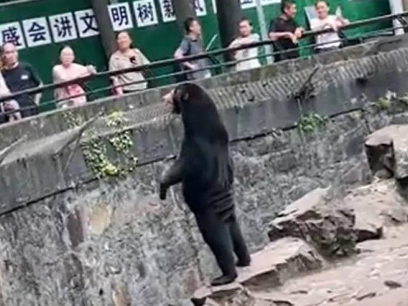 Video: Sospechan que oso de zoológico de China es un humano disfrazado