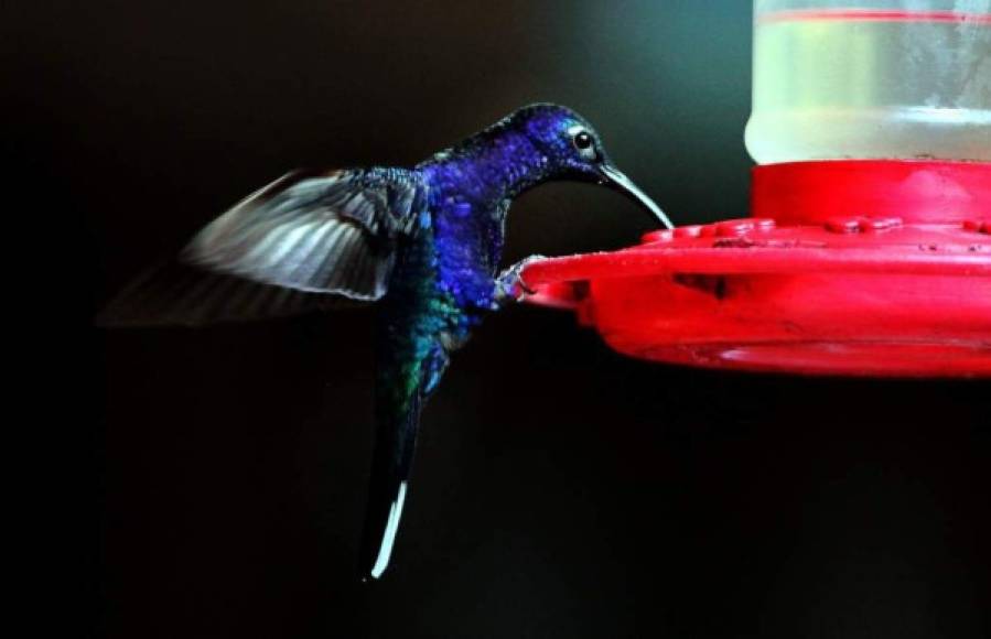 Observar la majestuosidad de los colibrís es una señal de buena suerte para los visitantes.