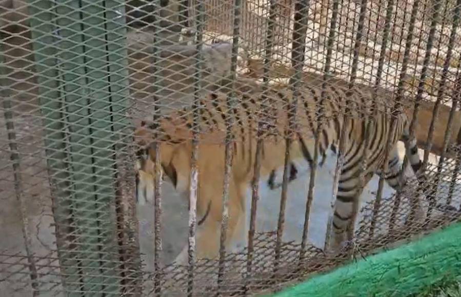 Tigres, venados, ocelotes y jaguares son parte de las especies que hay en Joya Grande y que actualmente se les ve muy delgados por la falta de alimentación. 