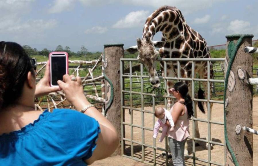 Las donaciones de hondureños extranjeros que aman a los animales han permitido que el zoológico Joya Grande, ubicado en Santa Cruz de Yojoa, Cortés, subsista en medio de la crisis sanitaria, así lo detalló a medios de comunicación la directora de este recinto, María Angelina Díaz. <br/>