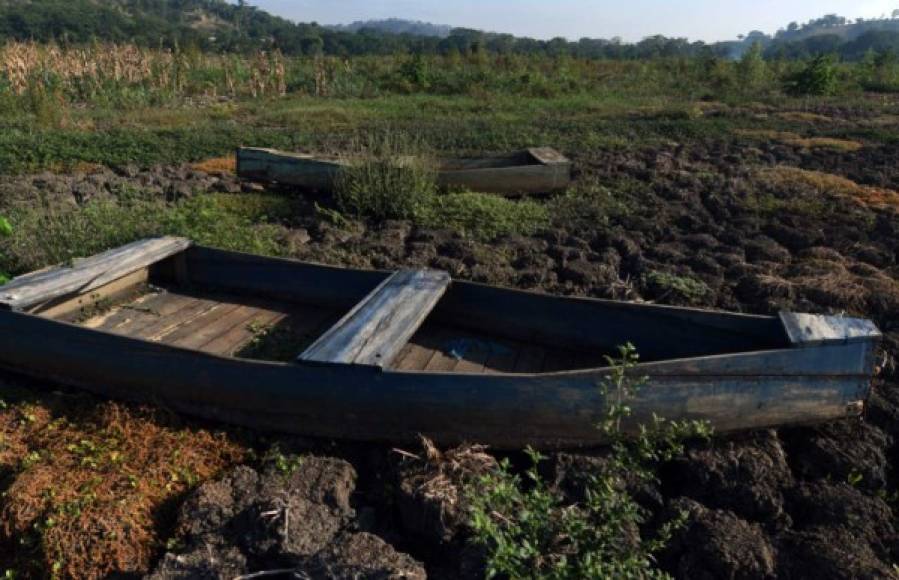 Riqueza única, pero descuidada San Pedro Sula tiene dos sistemas lagunares: El Carmen y Jucutuma que son parte de su patrimonio natural. Ambas forman un sistema de humedales de tierras bajas o planicies costeras del Caribe de Honduras.