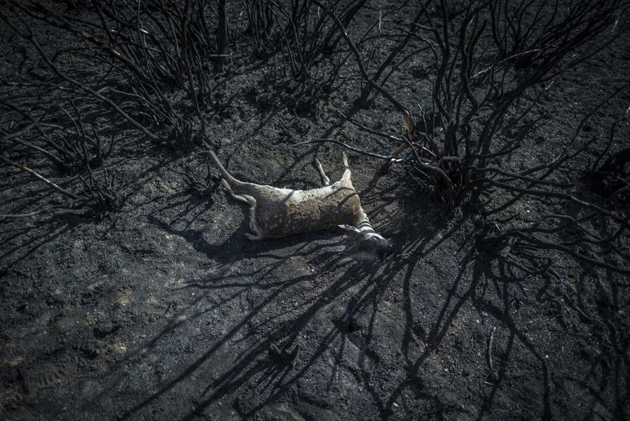 El mundo debe prepararse para un posible “final climático”, alertan los expertos