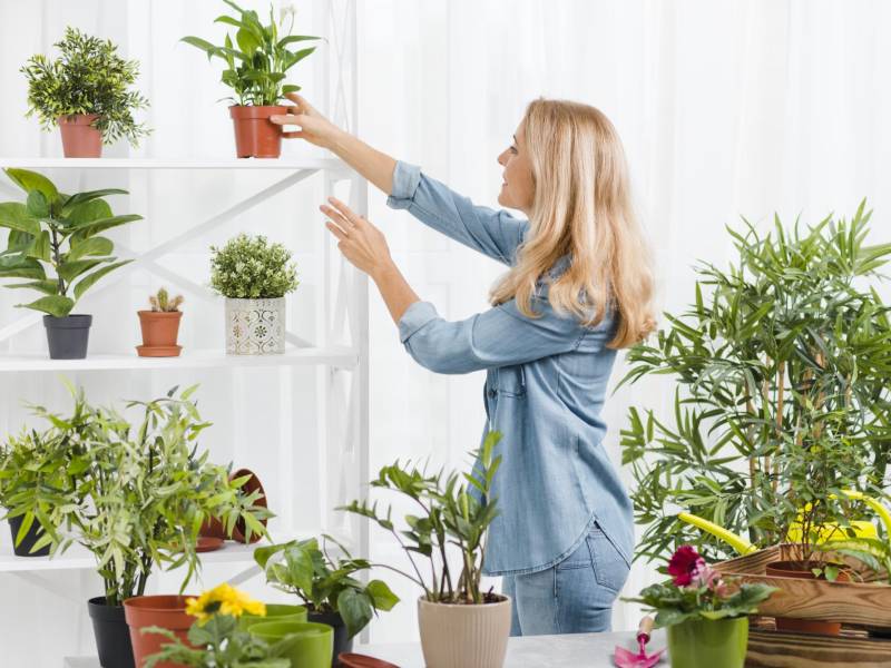Coloca las plantas de forma estratégica en el interior de tu casa.
