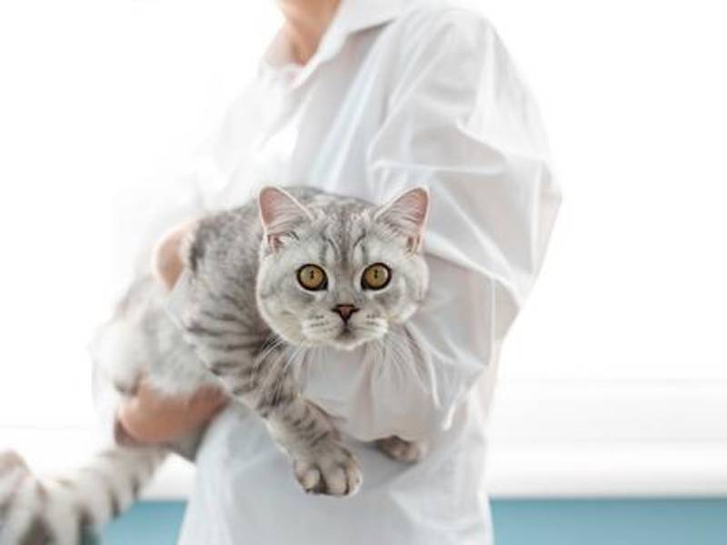 Es un acto responsable esterilizar a los gatos.