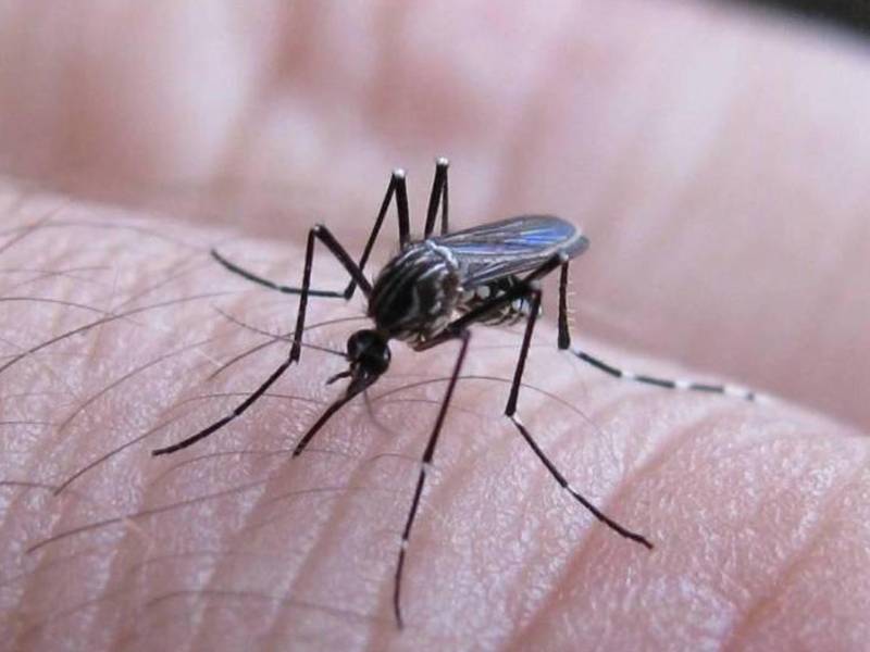 <b>Aedes aegypti, el mosquito transmisor del dengue y otras enfermedades.</b>
