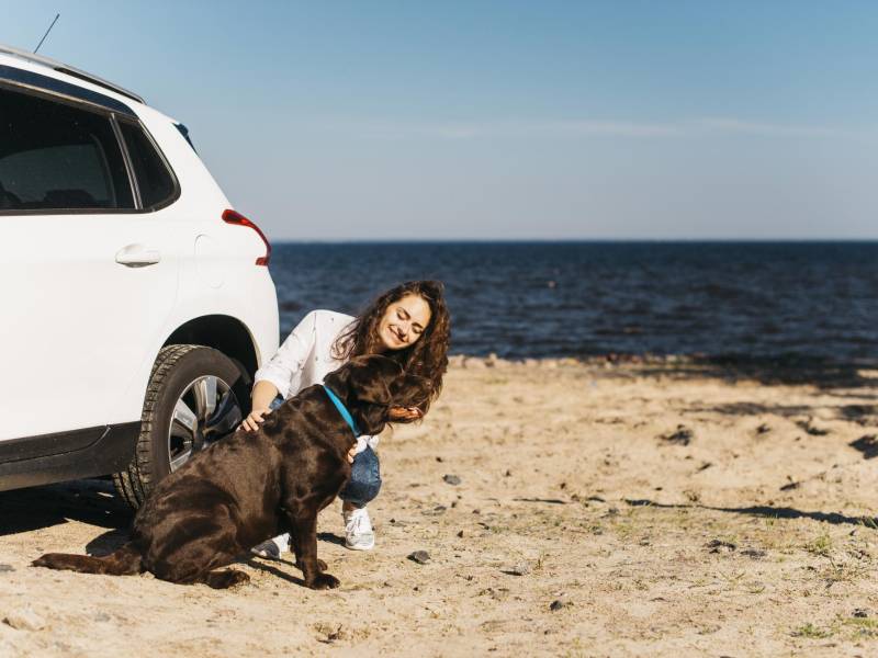 Siguiendo estos consejos puede disfrutar de viajes seguros y felices con su perro, asegurándose de que ambos estén cómodos y protegidos en el vehículo.