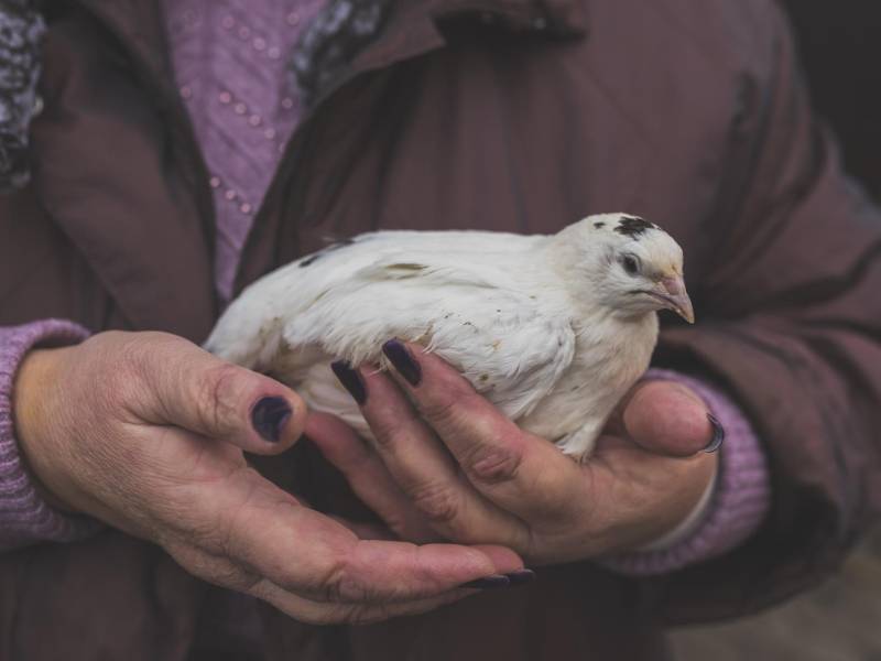 La gran preocupación” es que al “infectar a patos y pollos y cada vez a más mamíferos, este virus evolucione”.