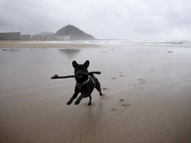 Un perro juega en una solitaria playa de La Zurriola de San Sebastián. EFE/Javier Etxezarreta/Archivo