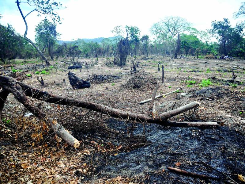 Así quedó el predio que fue invadido por 32 días en el acuífero de Sunseri, hubo tala y daño a la capa vegetal que será reflejado en el informe.