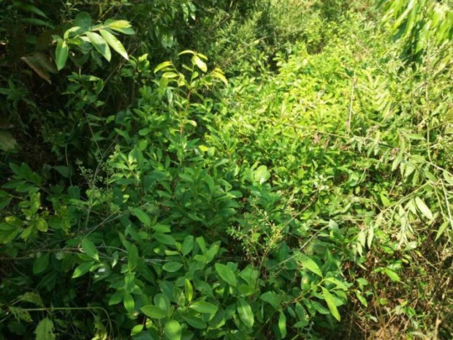 En el terreno del cultivo también hallaron un pequeño laboratorio de procesamiento de pasta en un intento de producir la cocaína para transportarla a México con destino final en Estados Unidos.