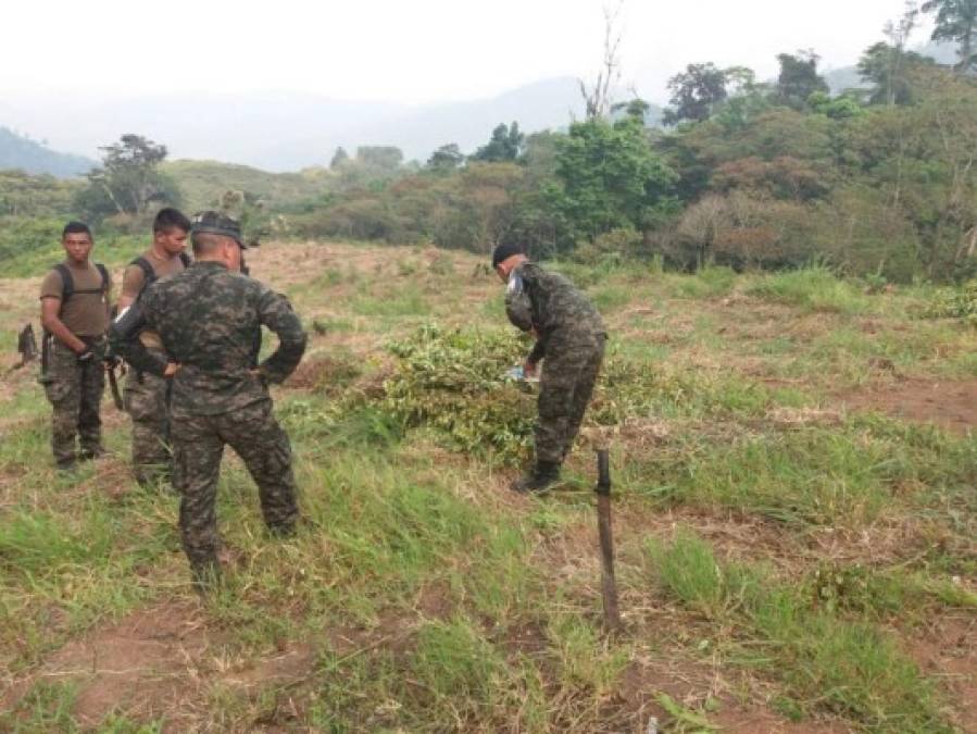 Según el funcionario, técnicos de la DNLCN están haciendo investigaciones si las planta se puede adaptar a las condiciones del clima y la tierra, para tratar de verificar la estrategia de los carteles.