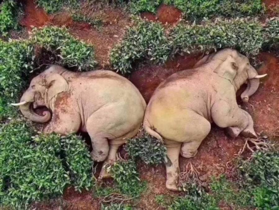 Los elefantes irrumpieron en una granja para conseguir alimento, sin embargo, no encontraron nada más que vino y terminaron tan borrachos que se quedaron dormidos unos junto a otros en un jardín de té cercano y así, acurrucaditos les lograron sacar unas lindas fotos.