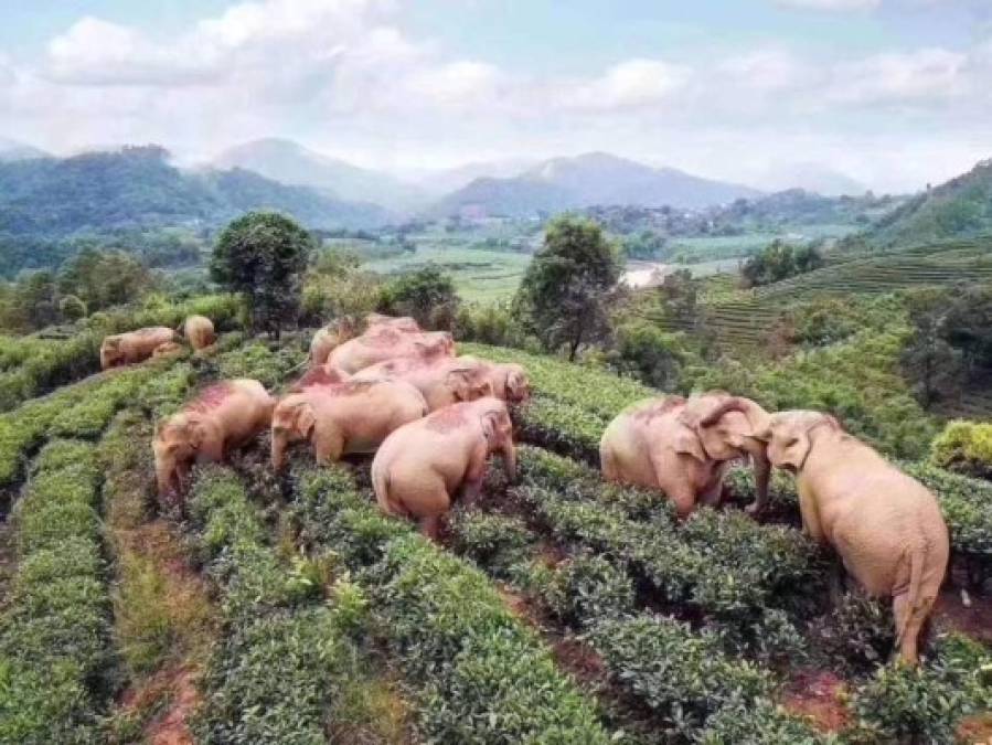 Mientras los humanos se aíslan a causa del coronavirus y se quieren desde lejos, los animales se agrupan y pasan la cuarentena juntos. El ejemplo perfecto son los 14 elefantes que buscaban comida y terminaron borrachos al tomar 30 kilos de vino de maíz en una provincia de Wuhan, China.