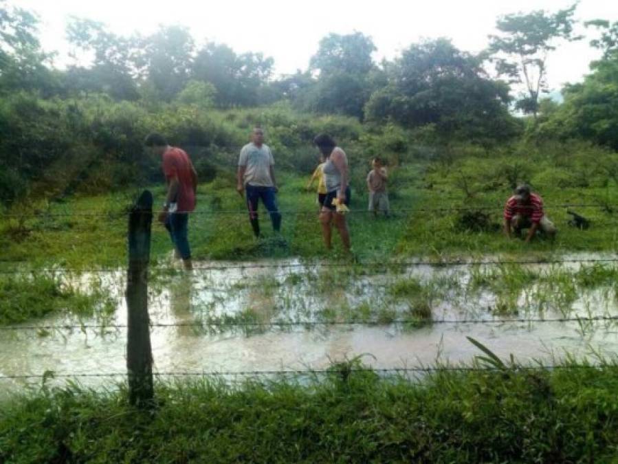 Pobladores consideran el fenómeno 'una bendición del cielo'.