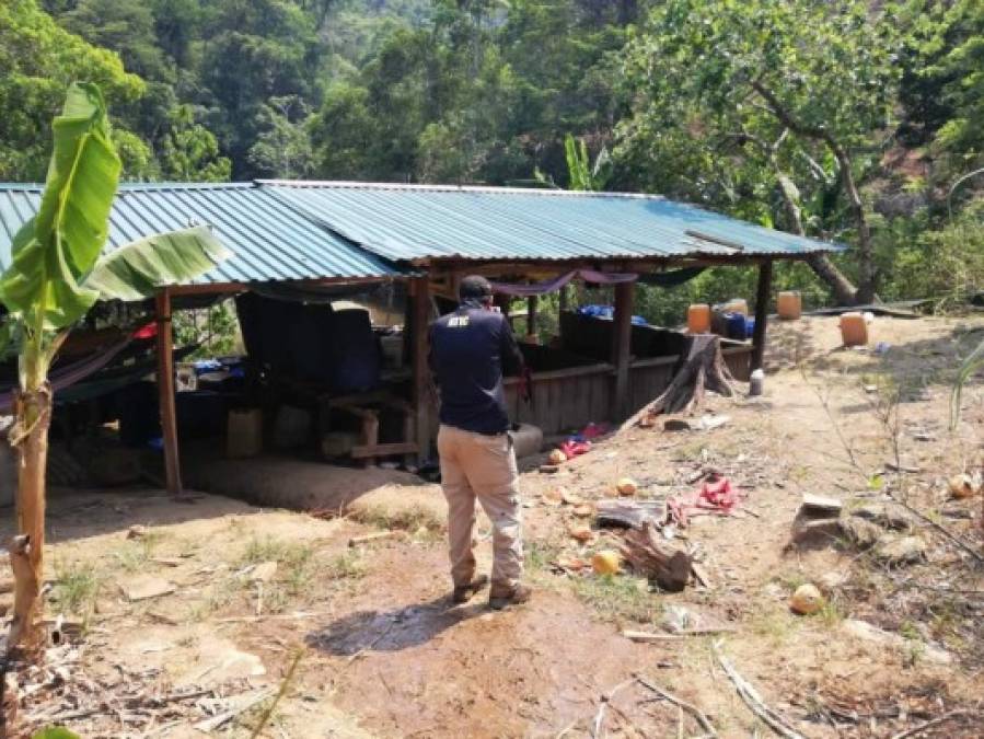 El cultivo ilegal, que será destruido en las próximas horas, estaba también en el sector de Iriona, donde las autoridades hondureñas siguen la pista de las personas que estarían involucradas en la plantación de hoja de coca en el país.