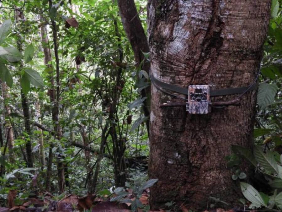 Las cámaras estuvieron instaladas por un período de 60 días en diferentes sectores del refugio Mico Quemado.