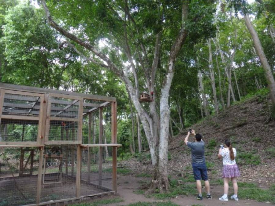 Guacamayas en el Parque Arqueológico Copán, Honduras.